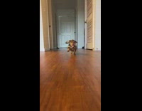 Owner whistles and brown weiner dog runs out 