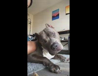 Dog moving head looking at phone