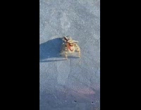 Small spider closeup look and then pounces to the filmer