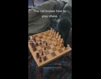 Black cat knows how to play chess