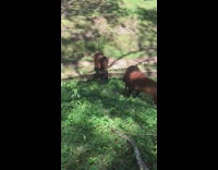Guy curses the horses and chases him