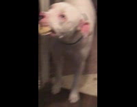 White dog scolded for holding and eating tamale in mouth