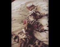 Two brown white kittens on bed meow