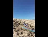 Dad pulls boogey board down sand hill with son on top, little boy falls off and scorpions
