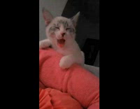 Kitten laying on girls back yawns