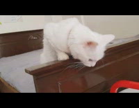 White cat looks down four kittens