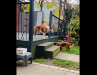 Two dogs play fight runs around yard