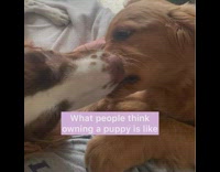 Golden retriever puppy dog expectations vs reality 