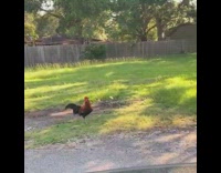 Girl catcalls red black rooster bird car