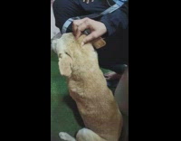 Man pinch massage head of brown dog