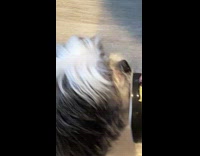 Dog sits on floor eats yogurt cup