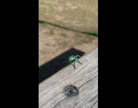 Green black beetle bug piece of wood 