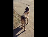 Dog let outside howl with siren sound