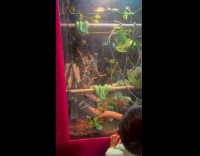 Boy misses snake in front of him