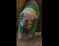 Dog in green sweater in corner of couch