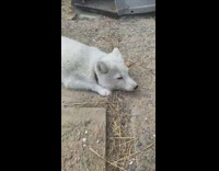 Small white fox nose boop by the filmer