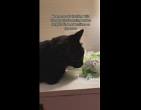 Black cat on table beside a burrito