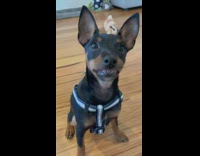 black dog on blue harness smiles at owner