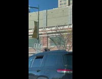 2 dogs stick heads out of car windows 