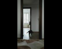 Pet cat jumps to reach and block the ball thrown on the doorway