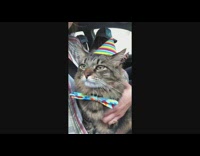 Cat wears hat eats whipped cream