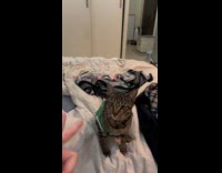 Collab PLC - Woman teaches cat how to play tricks