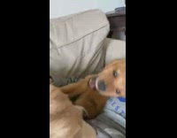 Two golden retriever puppies play fight house 
