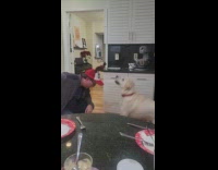 Dog take off reindeer hat of man