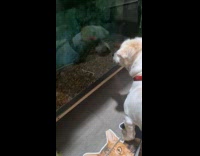 Dog first time seeing fish