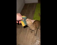 Cat refuses to let go of sponge 