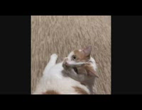 Compilation girl scares fat brown cat meows 