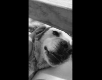 Black and White Labrador Has Head Scratched In Owner's Laugh