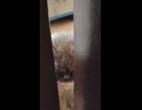 Guy plays peekaboo with cat behind door 