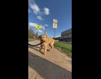 Golden retriever puppy bites black leash walk