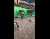 Black white penguins walk across zoo girl