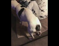 MUSIC white dog with black spots shaking butt to bubble butt song