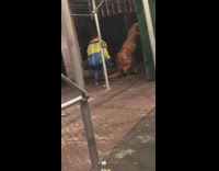 Minion dinosaur and shark inflatable costumes pt. 2 
