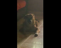 Collab BitchIG2 - Dog lie down and stares at filmer