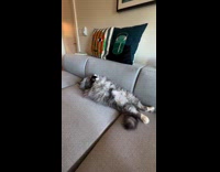 Owner films daily life of gray cat