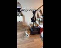 Collab Clips MPUGC - Corgi bouncing down the stairs