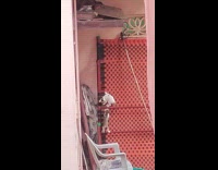 Kittens tries to climb on the wall