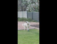White dog in backyard howling until owner opens door 
