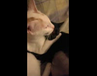 White cat licks black cat on bed