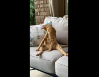 Orange cat sits chair legs spread out