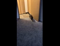 Man teaches pet cat to play fetch