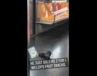 Pigeon bird sits train orange seats day