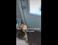 Dog refused to pee out in the cold 