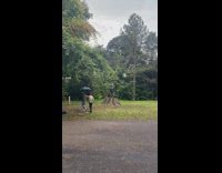 Guy play keyboard piano on tree stump