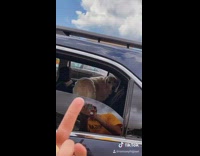 Guy flips off dog trump golden