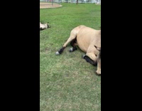 Horse nap time while friend eats grass